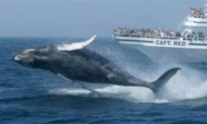 Whale watching tour